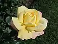 « Mme A. Meilland » (Peace)