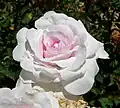'Pompon Blanc Parfait' (1876)