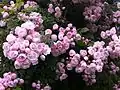 Rosier grimpant ‘Princesse Marie’ en fleurs.