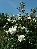 Fleurs de 'Prosperity' à l'Europa-Rosarium