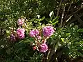 Rosa Rose-Marie Viaud, M. Igoult, 1924 (France) Rosemary Viaud