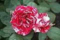 Roses 'Scentimental' dans le Maryland