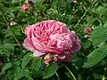'Victor Parmentier'