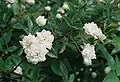 Rosa banksiae var. Banksiae