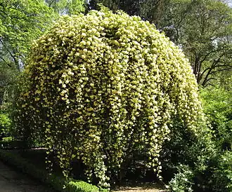 Rosa banksiae var. 'lutea' à la roseraie du jardin botanique royal de Madrid