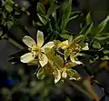 Rosa banksiae var. Normalis