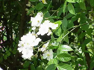 Description de l'image Rosa beggeriana1.jpg.