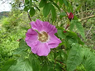 Description de l'image Rosa bella1UME.jpg.