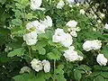 Buisson de roses 'Madame Hardy' en Allemagne.