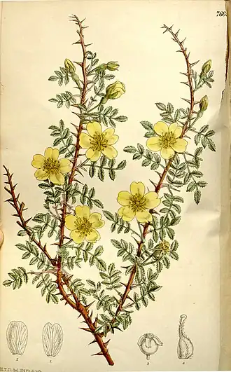 R. xanthina var. ecae.