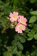 églantine
