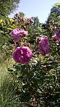 Rosa Duc de Fitzjames, 1830 Duc de Fitz-James