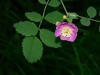 Description de l'image Rosa gymnocarpa 15142.JPG.