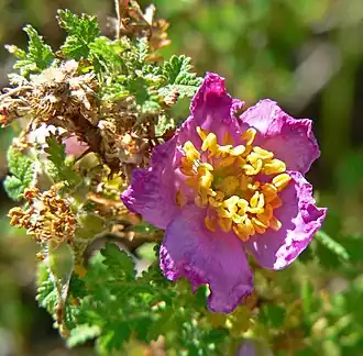 Description de l'image Rosa minutifolia 4.jpg.