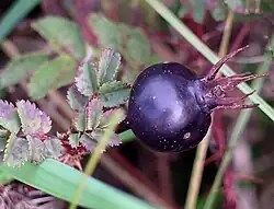 Fruit.