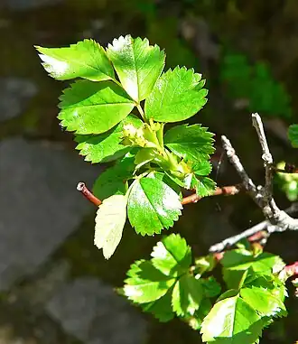 Description de l'image Rosa pisocarpa 1.jpg.