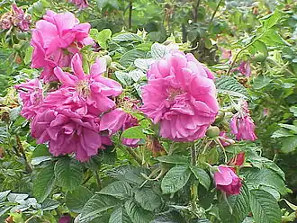 Image illustrative de l’article Hansa (rose)