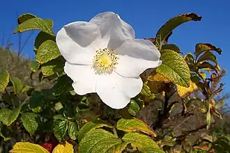 Rosa rugosa simple blanche.