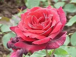 'Papa Meilland'