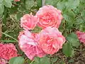 'Rosarium Uetersen'