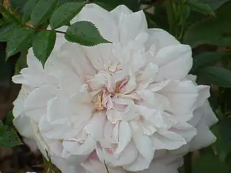 ‘Souvenir de la Malmaison’.