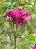 'Souvenir de Pierre Vibert'.