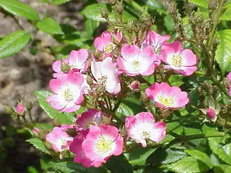 'Ballerina', hybride de Rosa moschata