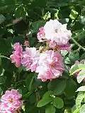 'Eugénie Guinoisseau'.
