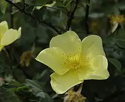Fleur jaune simple de R. xanthina f. spontanea.