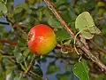 Poire sauvage (Italie)