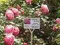 vue du Rosarium Wilhelmshaven
