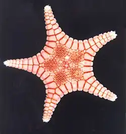 Rosaster alexandri
