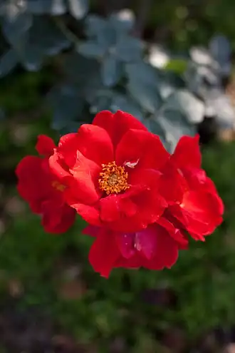 Image illustrative de l’article Sarabande (rose)