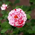 Rose 'Scentimental' au Japon