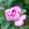 Rose 'Tabriz' (1986) au Japon.