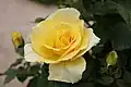 'Apéritif' 1998