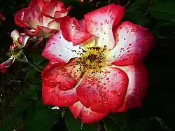 Un hommage coloré et odorant : la rose « Betty Boop ».
