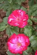 'Loulou de Cacharel', 1998