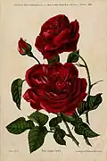 'Scipion Cochet' (1887)
