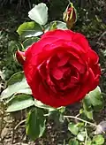 Rose rouge.