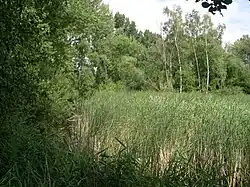 Roselière