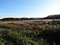 Roselière dans le marais.