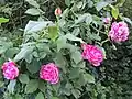 Roses 'Commandant Beaurepaire'.