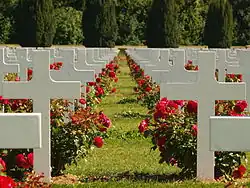 Croix des tombes de soldats avec un rosier à leur pied.