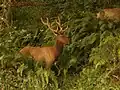 Wapiti de Roosevelt.
