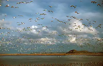 Image illustrative de l’article Lac Klamath inférieur