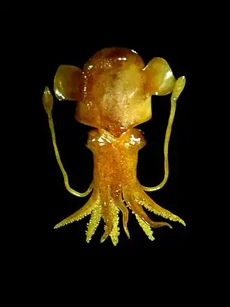 Rossia macrosoma