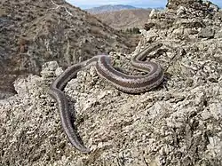 Charina trivirgata