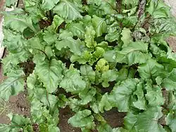 Jeunes plants.