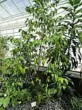 Plant de Rothmannia.